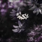 senne_kwiatylipiec